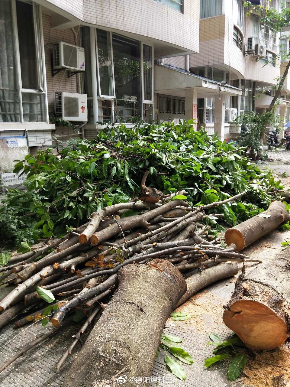 一小区部分业主叫人把门前树砍了|小区|警察|砍树_新浪新闻