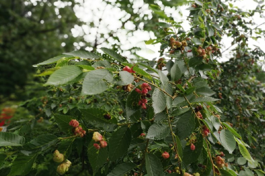 农村这种树名字丑用处却不小,果实像鸡屎,叶子是牙疼的止疼剂