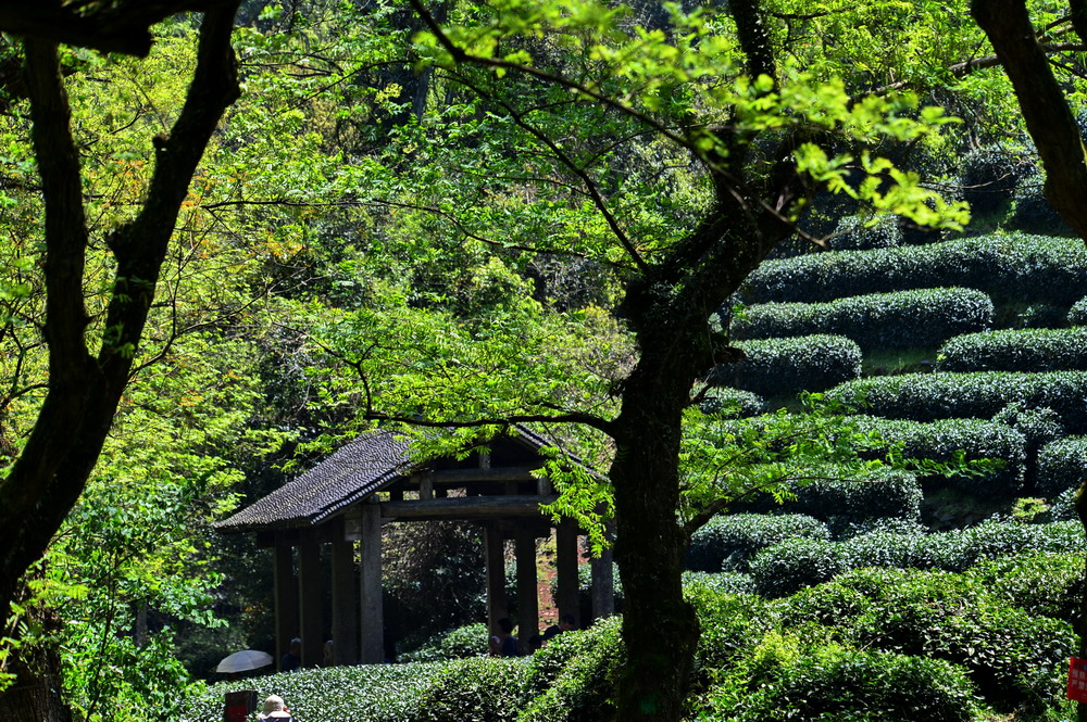 清明,欲往龙井问茶,误入翁家山村,索性沿溪谷山道徒步