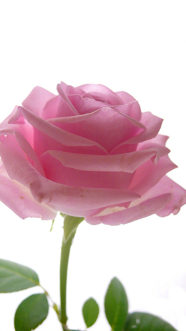 正如每个人的性格里,都有你不能容忍的部分|玫瑰|性格|一朵_新浪新闻