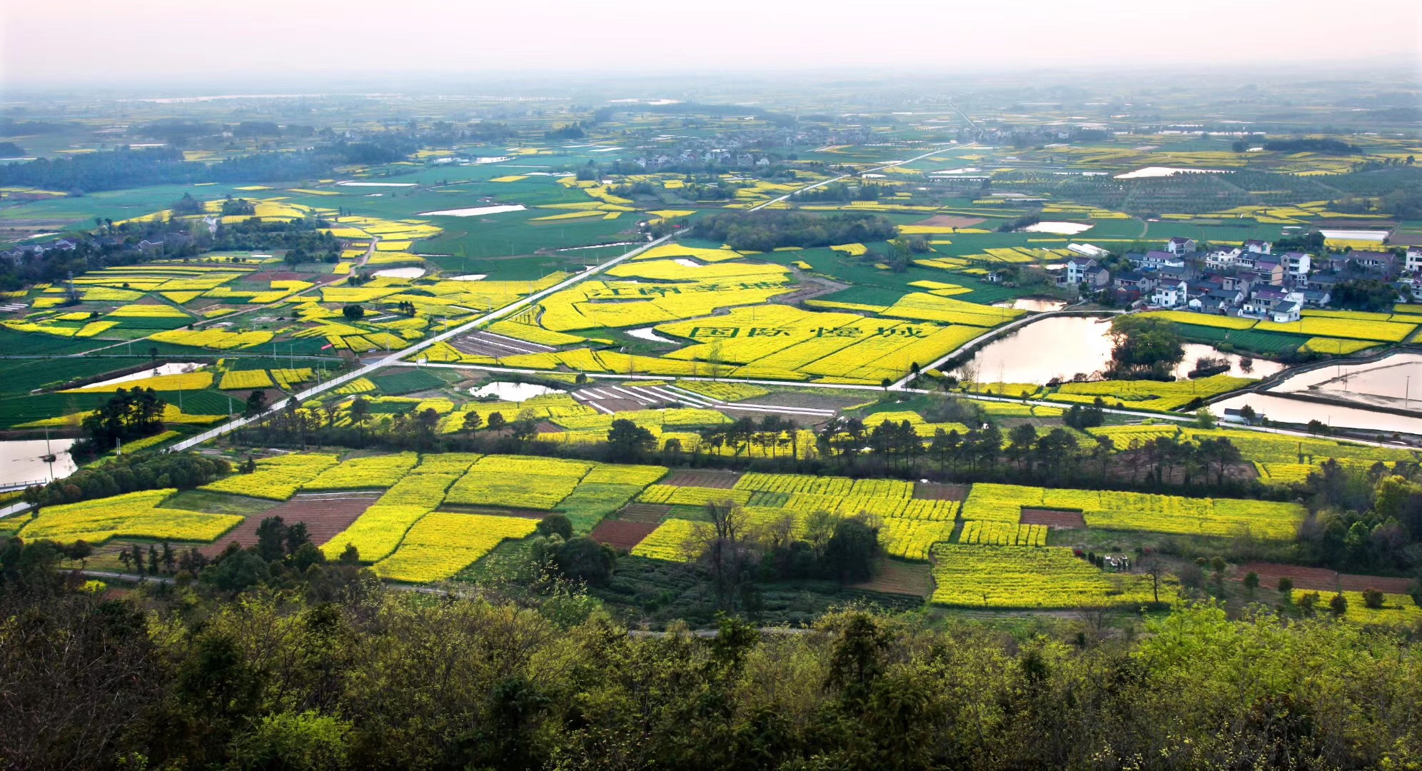 走进南京桠溪国际慢城,寻找最灿烂的春天色彩