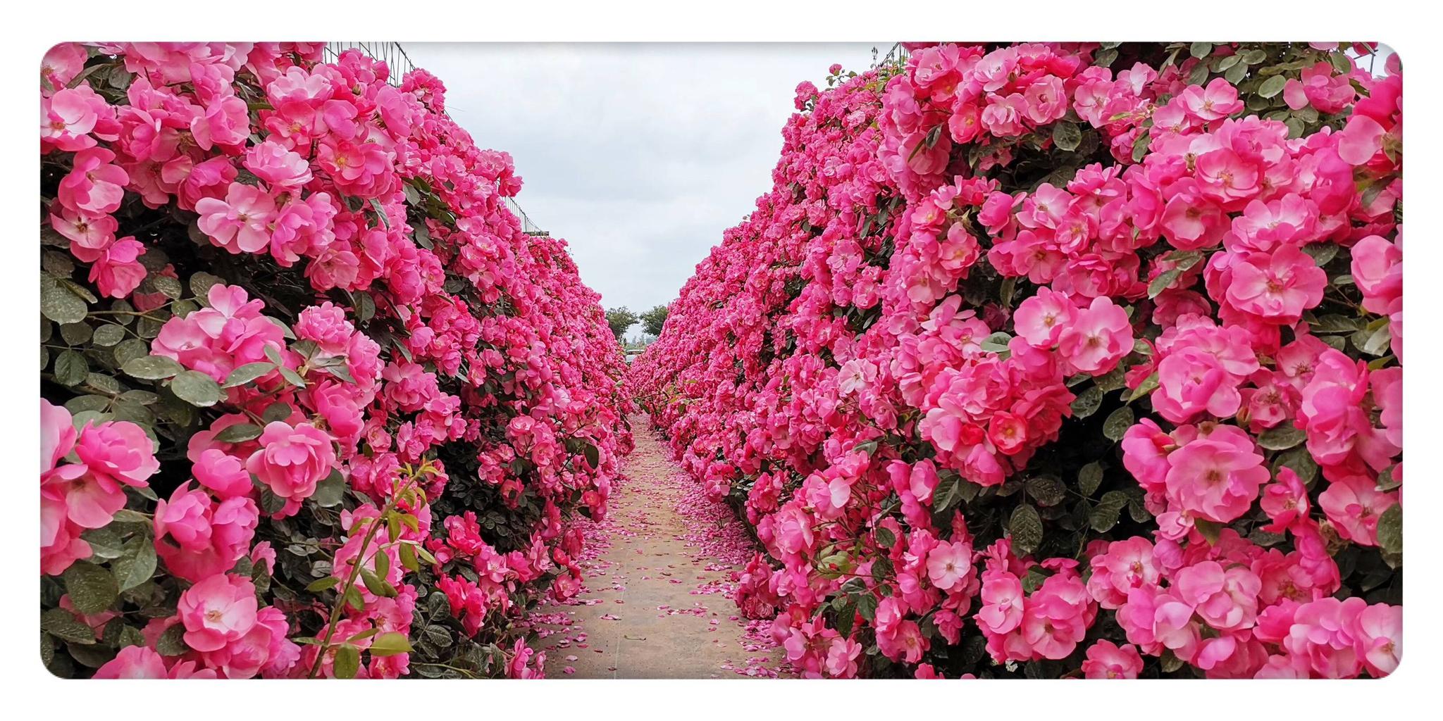 在酒都洋河,有一个独具特色的世界级玫瑰小镇.这里的玫瑰让人惊叹