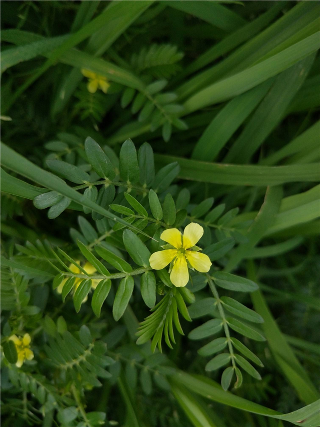 农村这个野草在以前常常用来喂猪现在市场上13元1斤