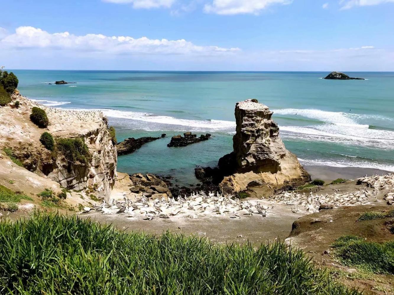 奥克兰的鸟岛和黑沙滩,是大自然赐予最美好的风景