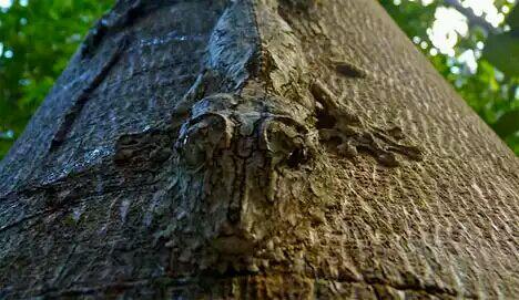 变色龙算个啥这些生物的伪装才是大师级别不信你找找一