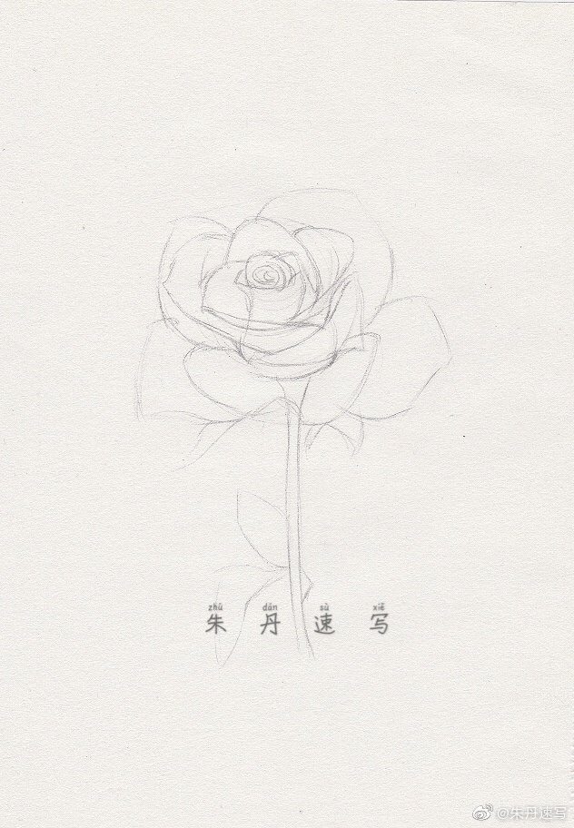 一朵手绘速写小玫瑰送给你