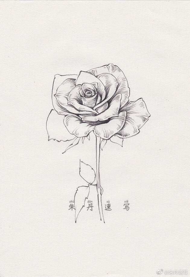 一朵手绘速写小玫瑰送给你