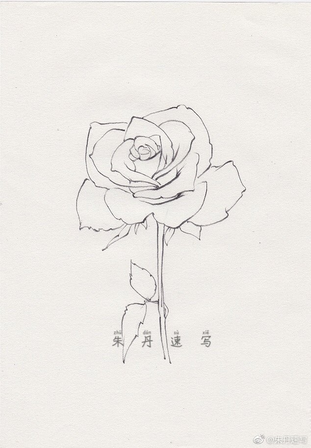 一朵手绘速写小玫瑰送给你