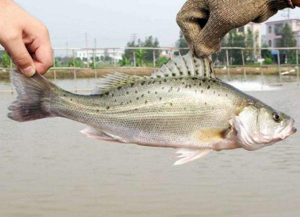 比鲫鱼还营养,这3种才是"吃鱼首选"!知道的,老板都刮目相看