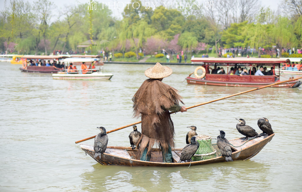 瘦西湖惊现渔鹰捕鱼景观,成为景区最耀眼的网红