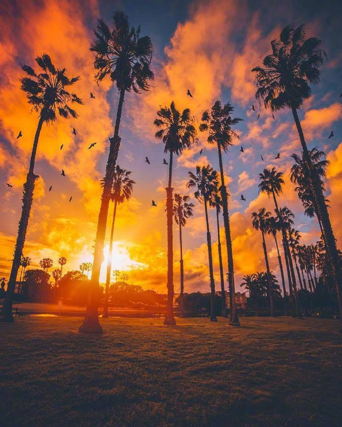 Los Angeles California 落日下的棕榈树|棕榈树|落日|California_新浪新闻