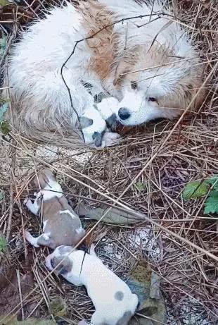 流浪狗窝在草丛,一靠近就害怕发抖,翻开身体一看,落泪了
