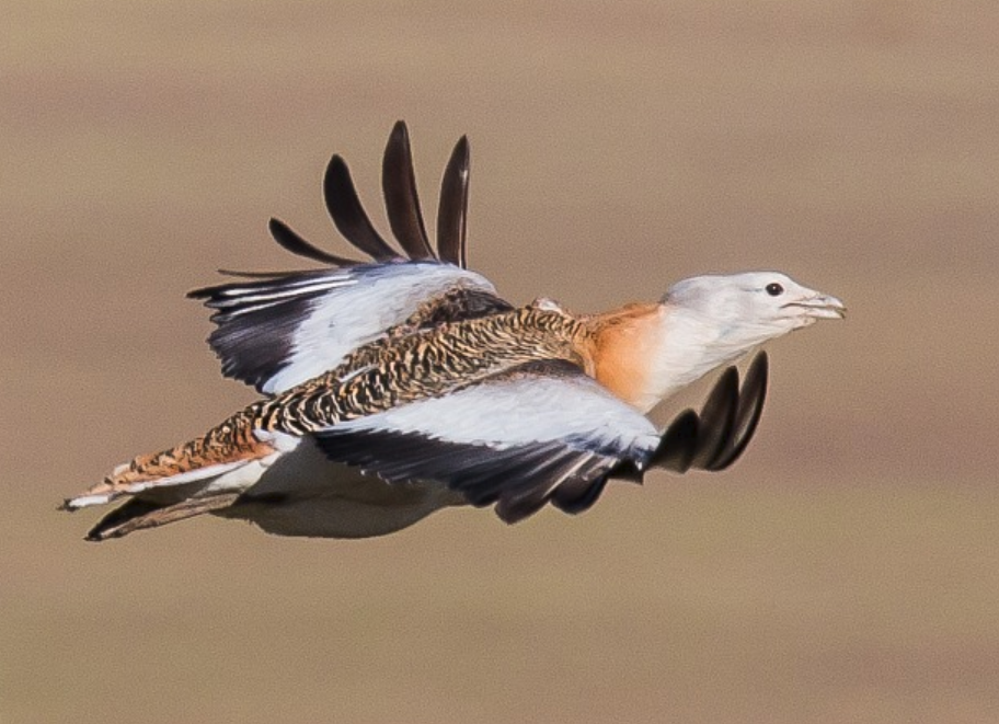 鸨鸟可能是被误会最深的动物了它竟是和熊猫同样珍贵的动物