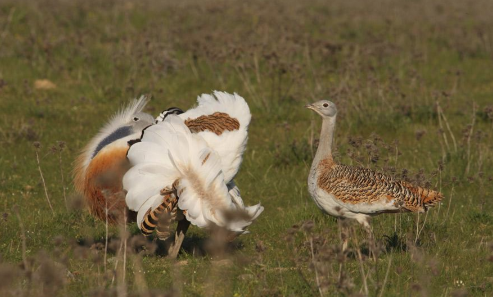 匈牙利|鸟|大鸨_新浪新闻