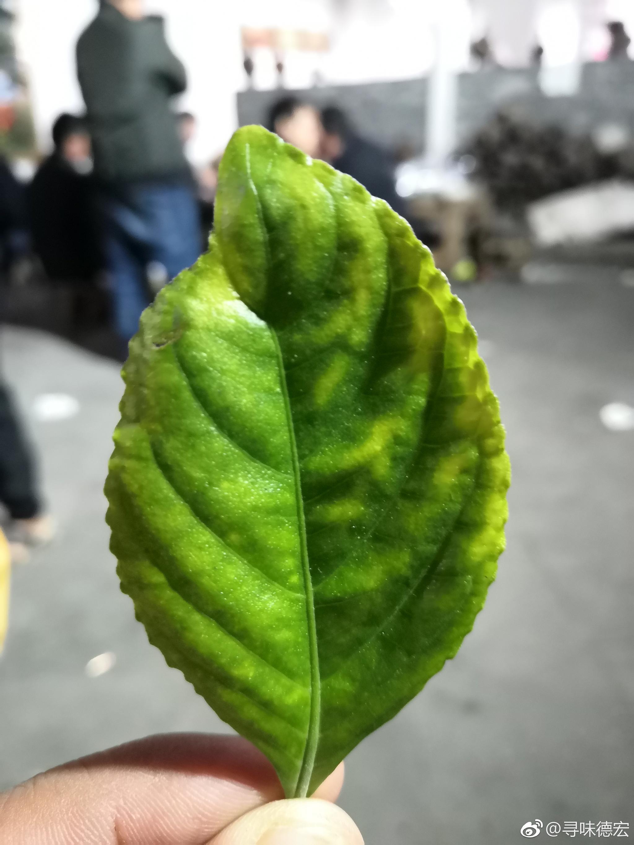 糯米香叶,一种有糯米香的植物,叶子晒干后掺到茶里,就成了糯香茶|香茶