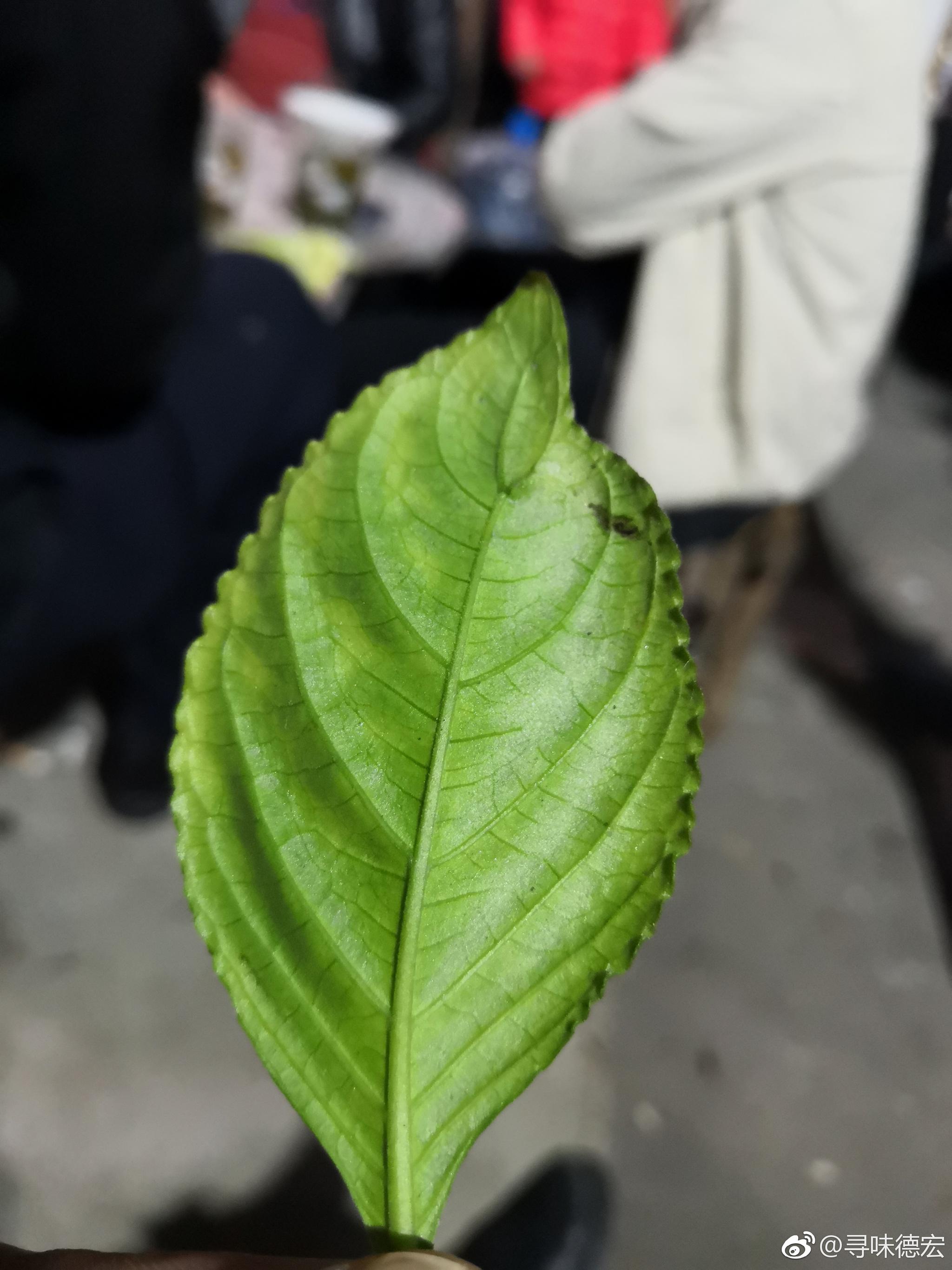 糯米香叶一种有糯米香的植物叶子晒干后掺到茶里就成了糯香茶