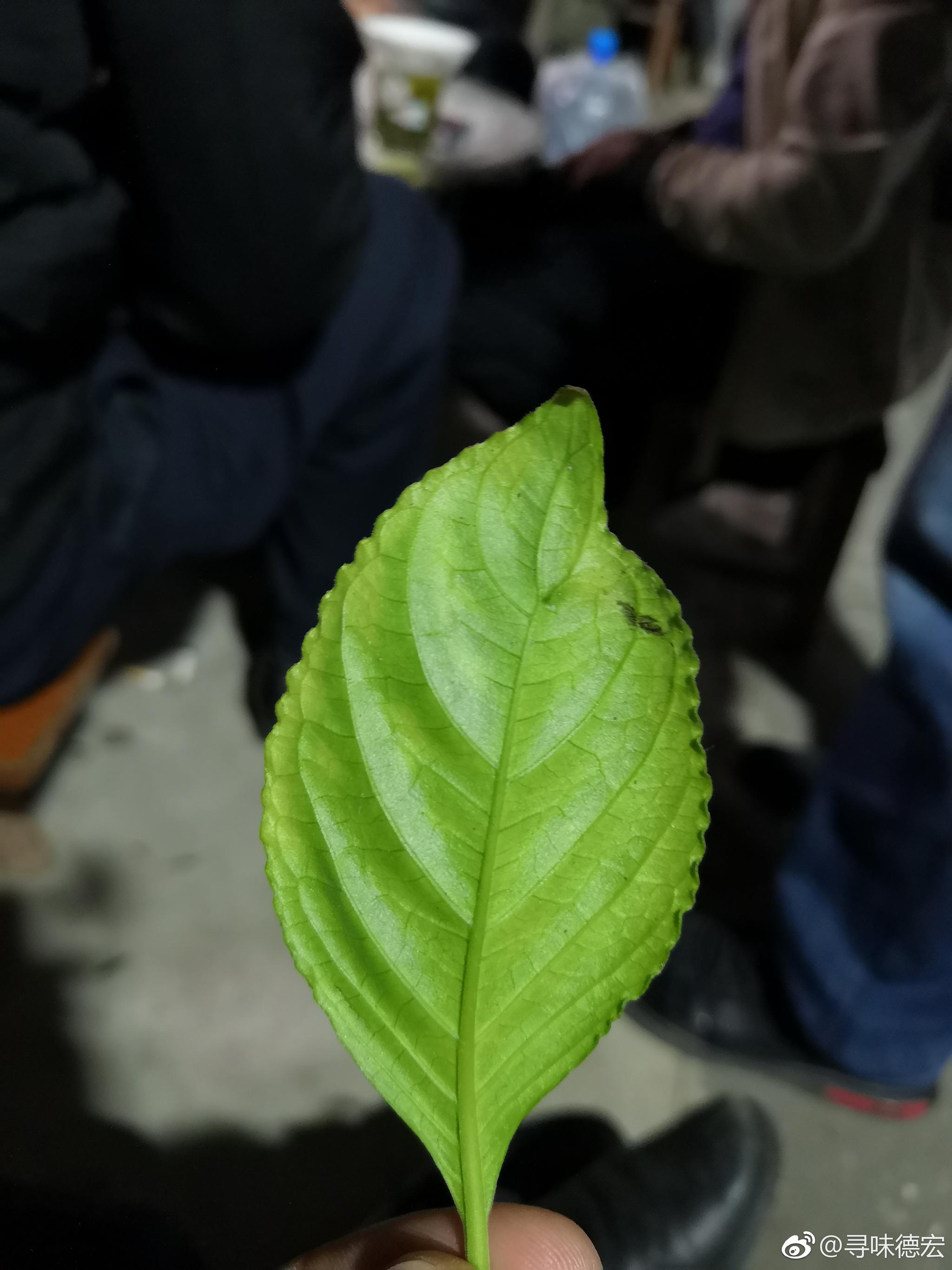糯米香叶一种有糯米香的植物叶子晒干后掺到茶里就成了糯香茶