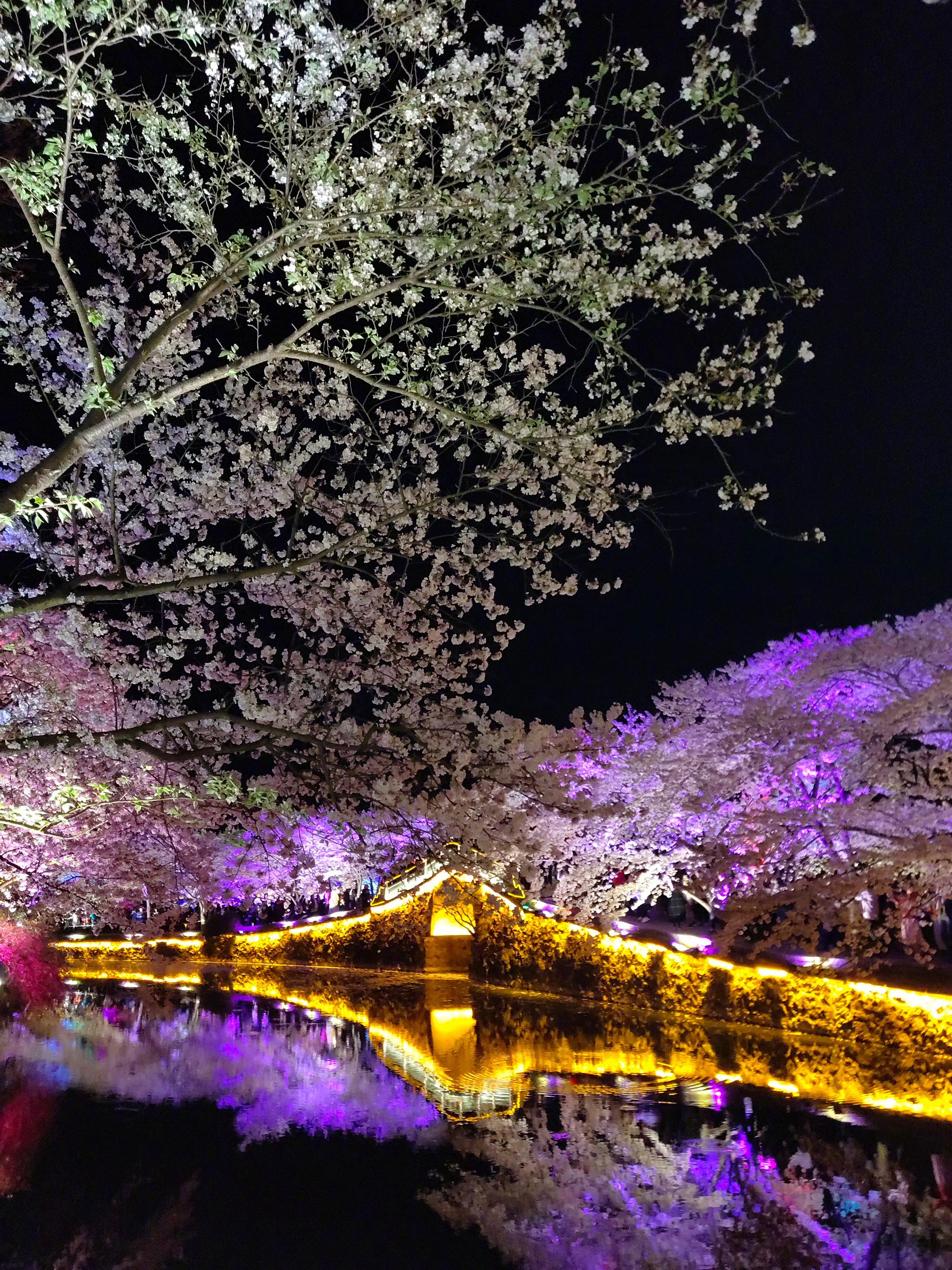 无锡鼋头渚长春桥的夜樱,比日本京都的强太多了,应该强100倍