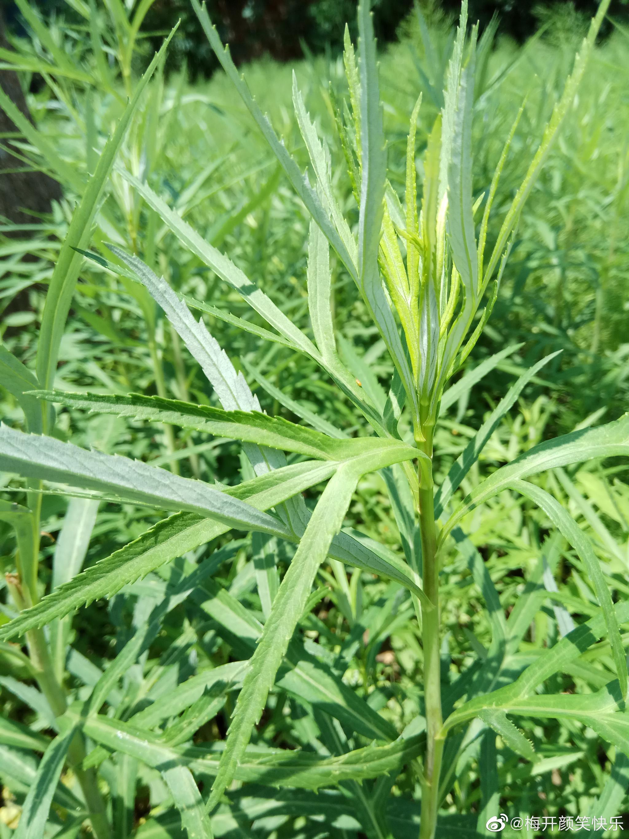 蒌蒿开花吗图片