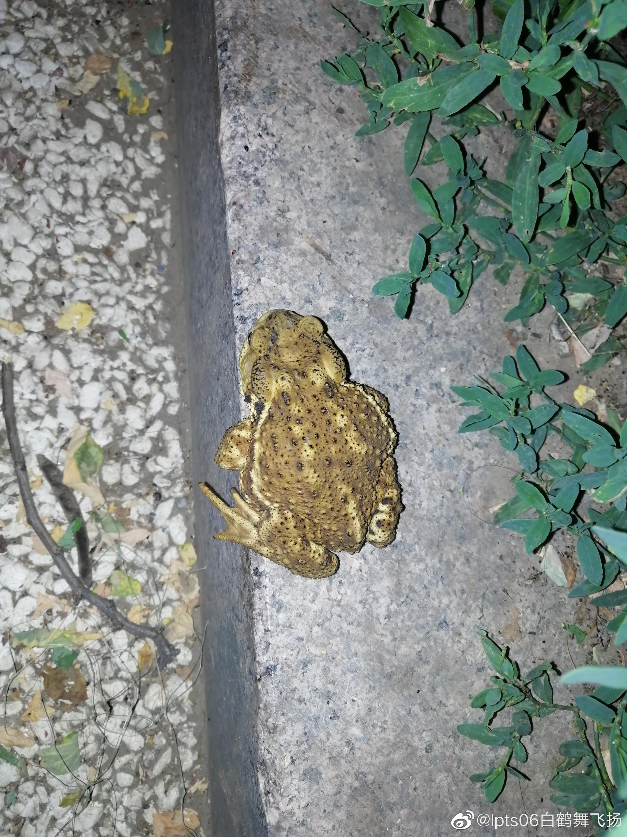 在灯光下捕食的蟾蜍，在我们东北叫癞蛤蟆。|癞蛤蟆|蟾蜍|灯光_新浪新闻