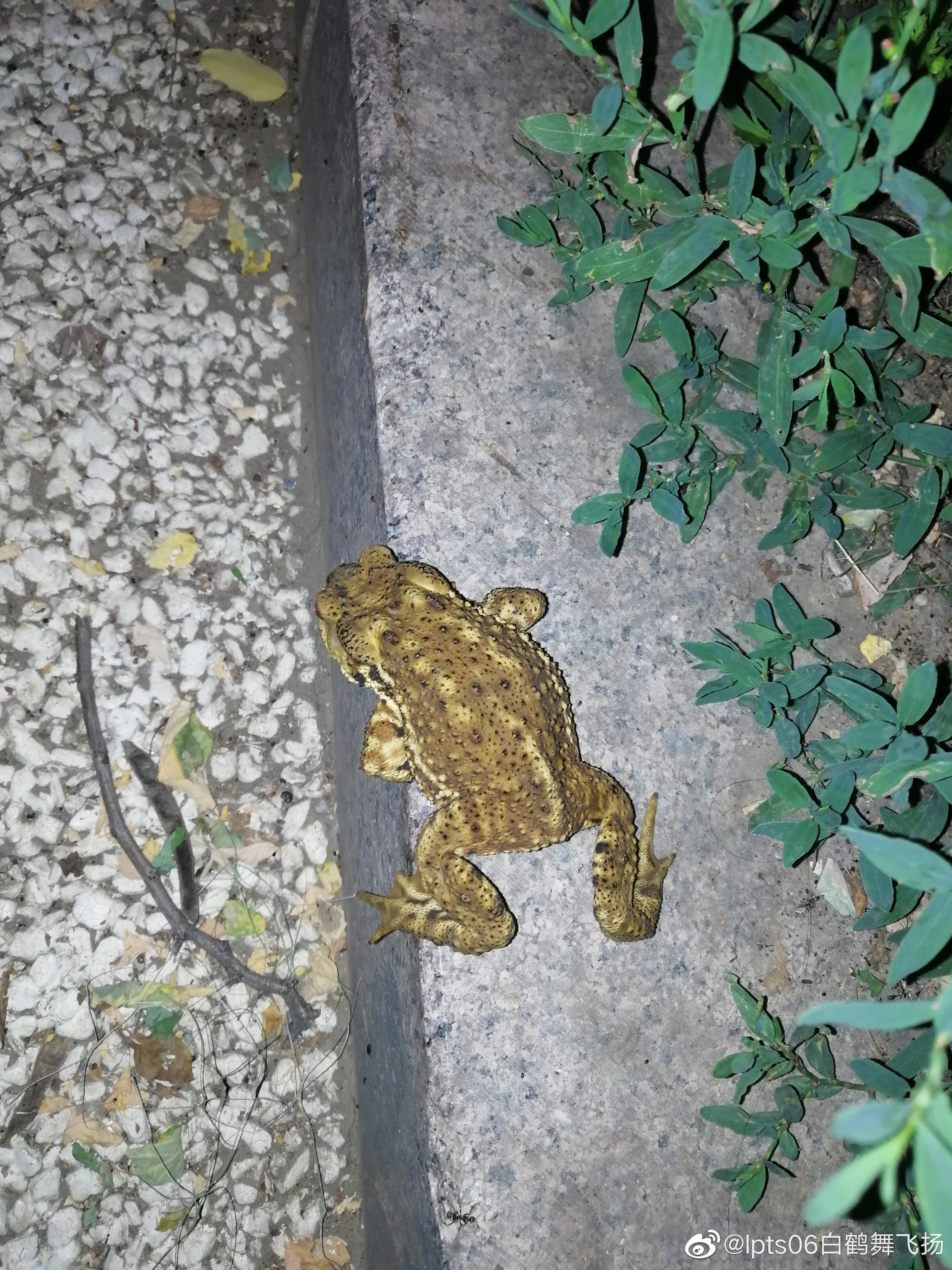 癞蛤蟆草(青蛙草)如何食用治疗咽喉肿痛?