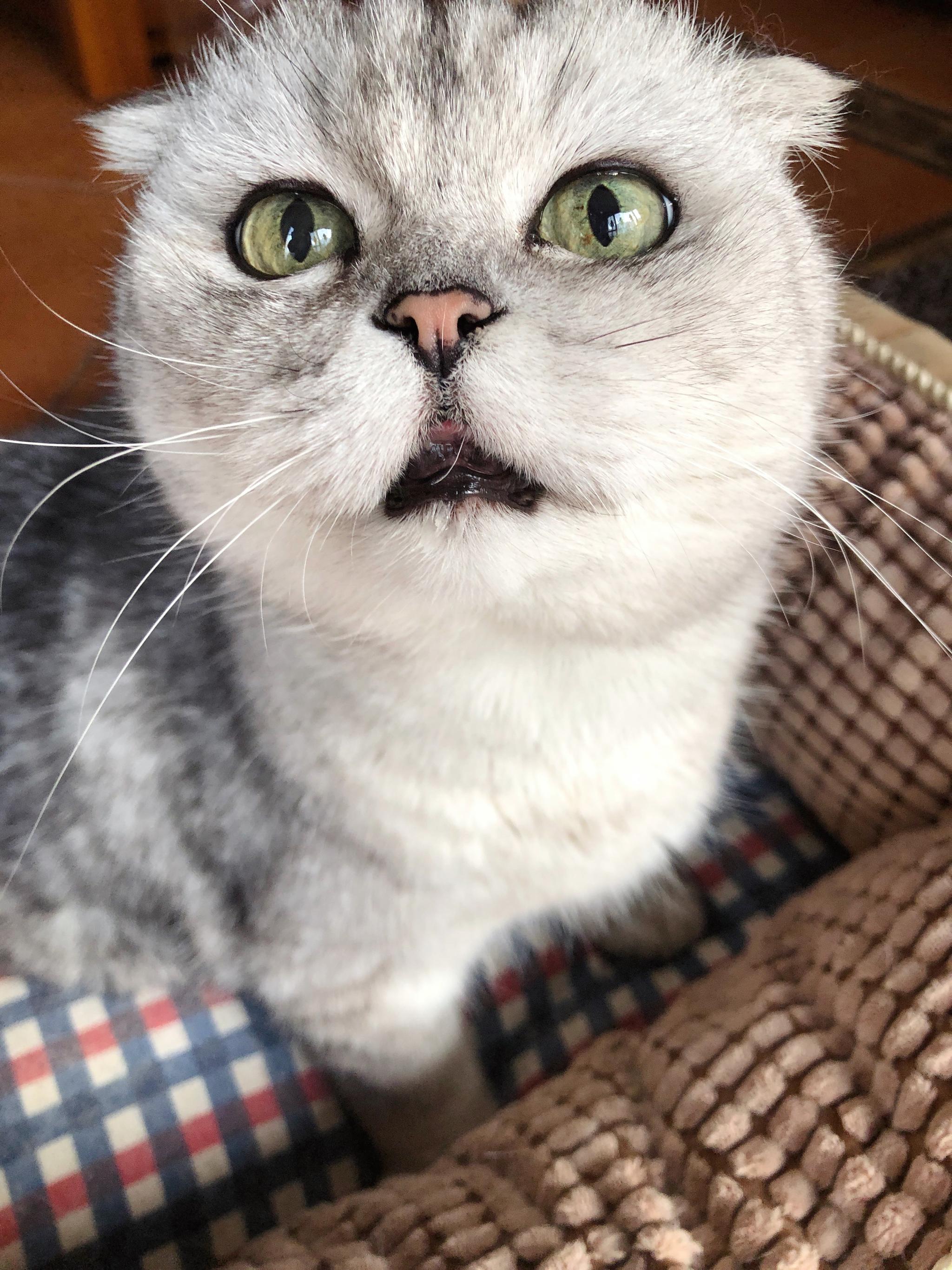 猪哥 我错了我不该馋你