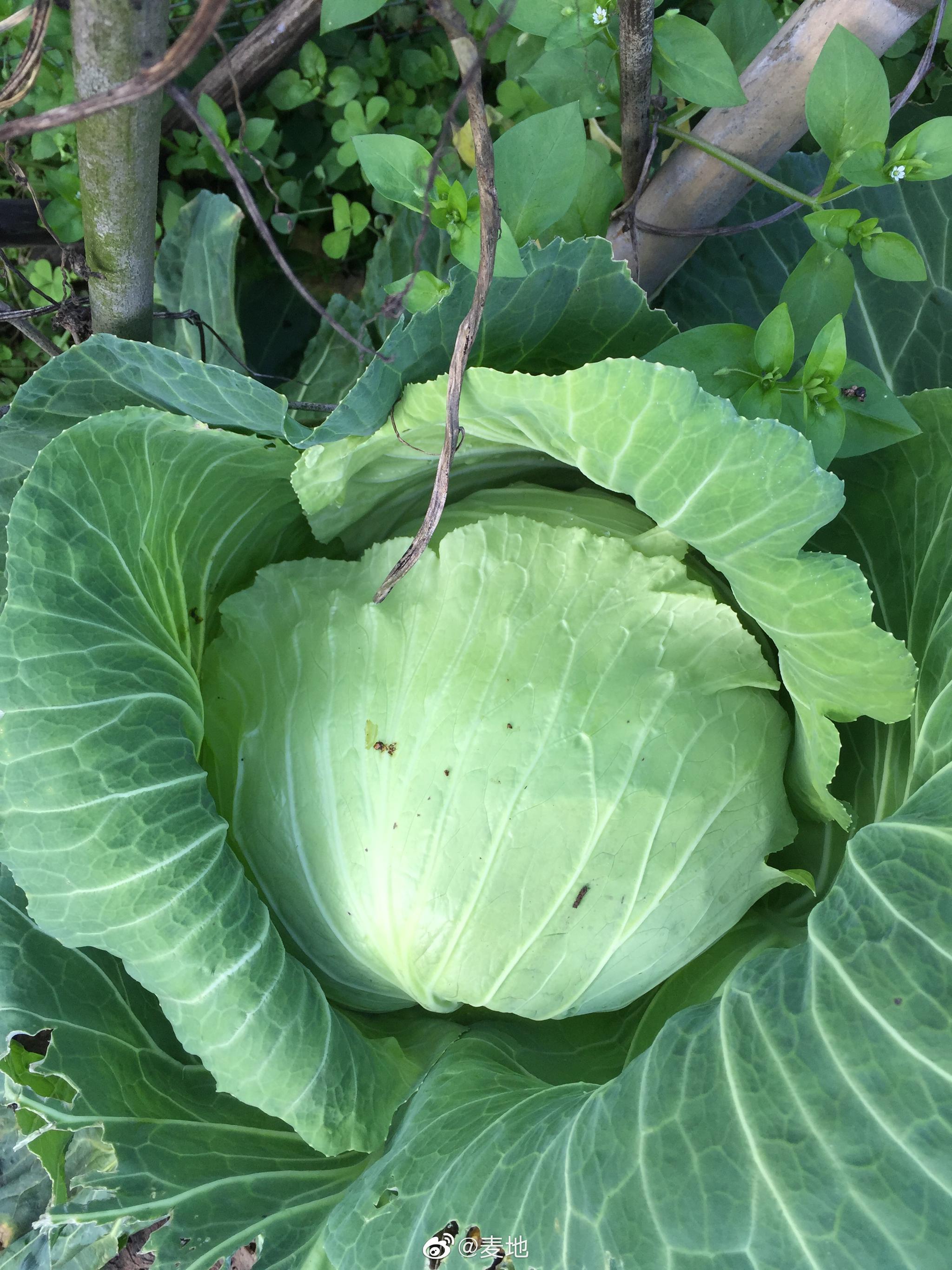 从地里收回来的圆白菜(图一),选边缘的叶子晾晒在阳台(图二)_高清图集