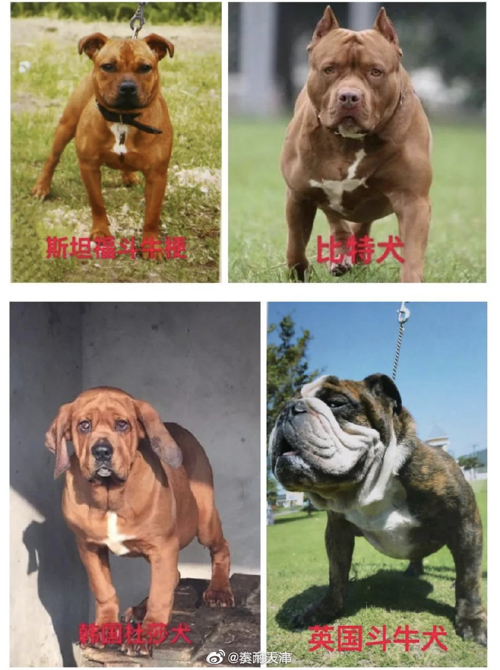 这些犬种禁养