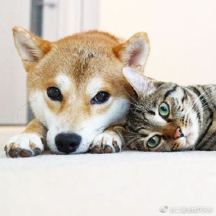 这只柴犬真是特别喜欢自家的猫咪,天天跟着陪着