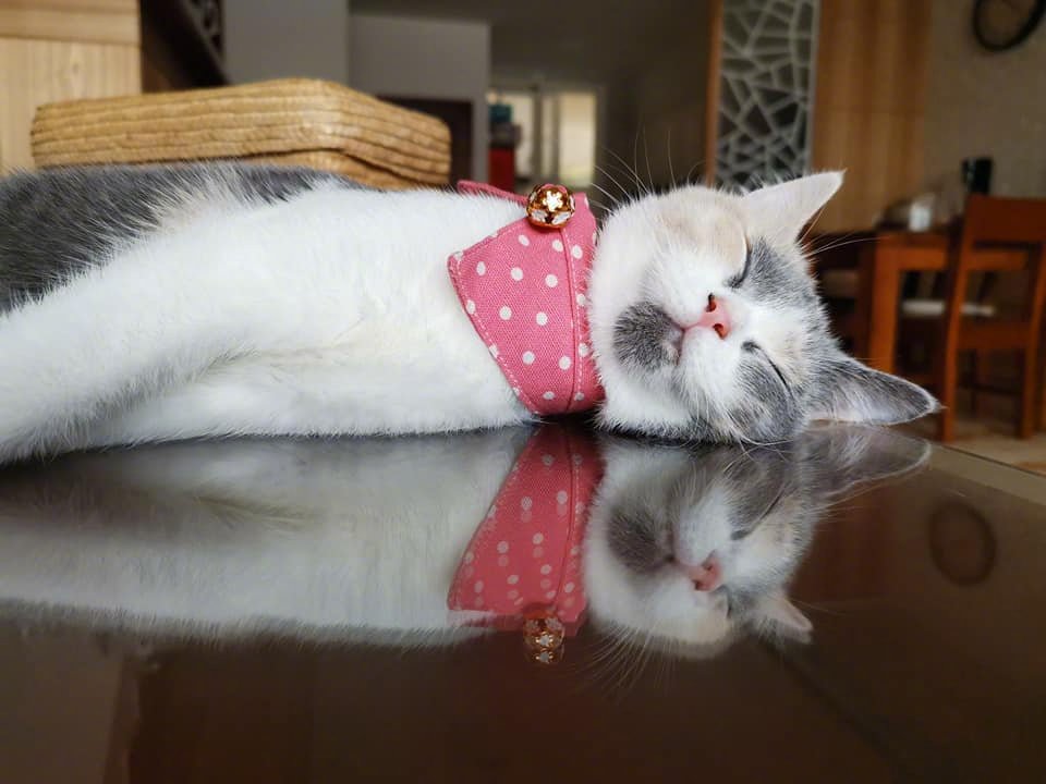 小猫咪趴在遥控器上睡觉,睡姿萌爆了!by/fb/陈武川