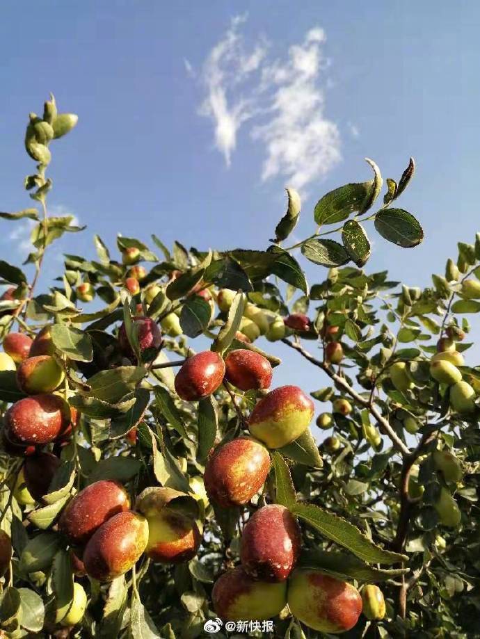新疆疏附县的沙原鲜枣熟啦