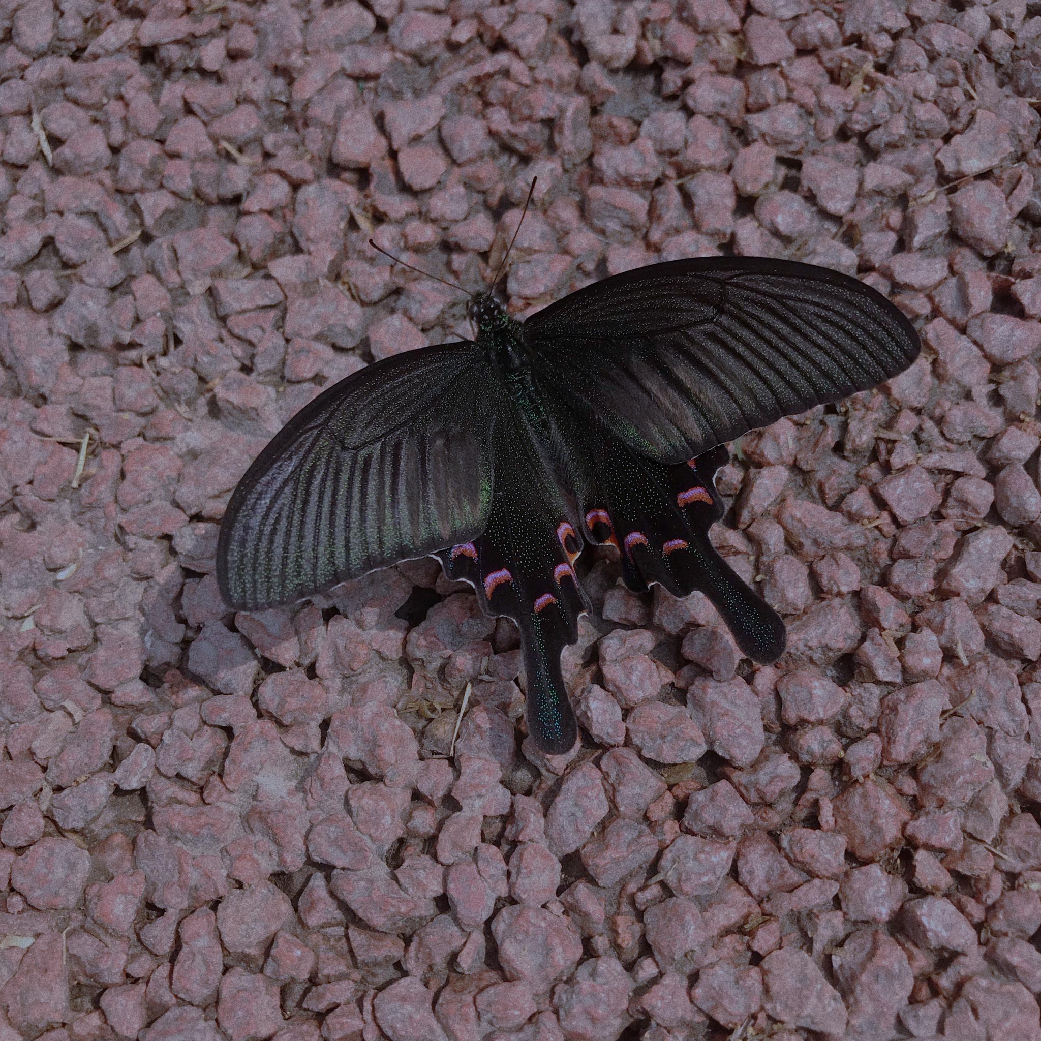 今天在大马路上看到了一只黑凤蝶,怕它被人踩到