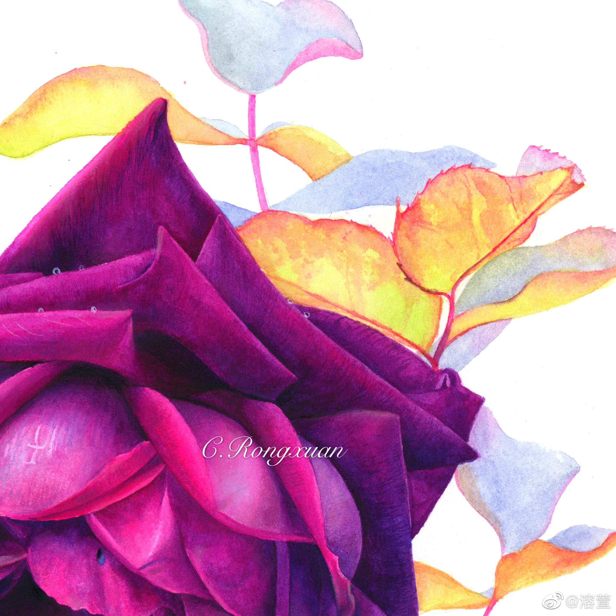 水彩紫玫瑰纸获多福高白细纹水彩纸颜料美捷乐作者