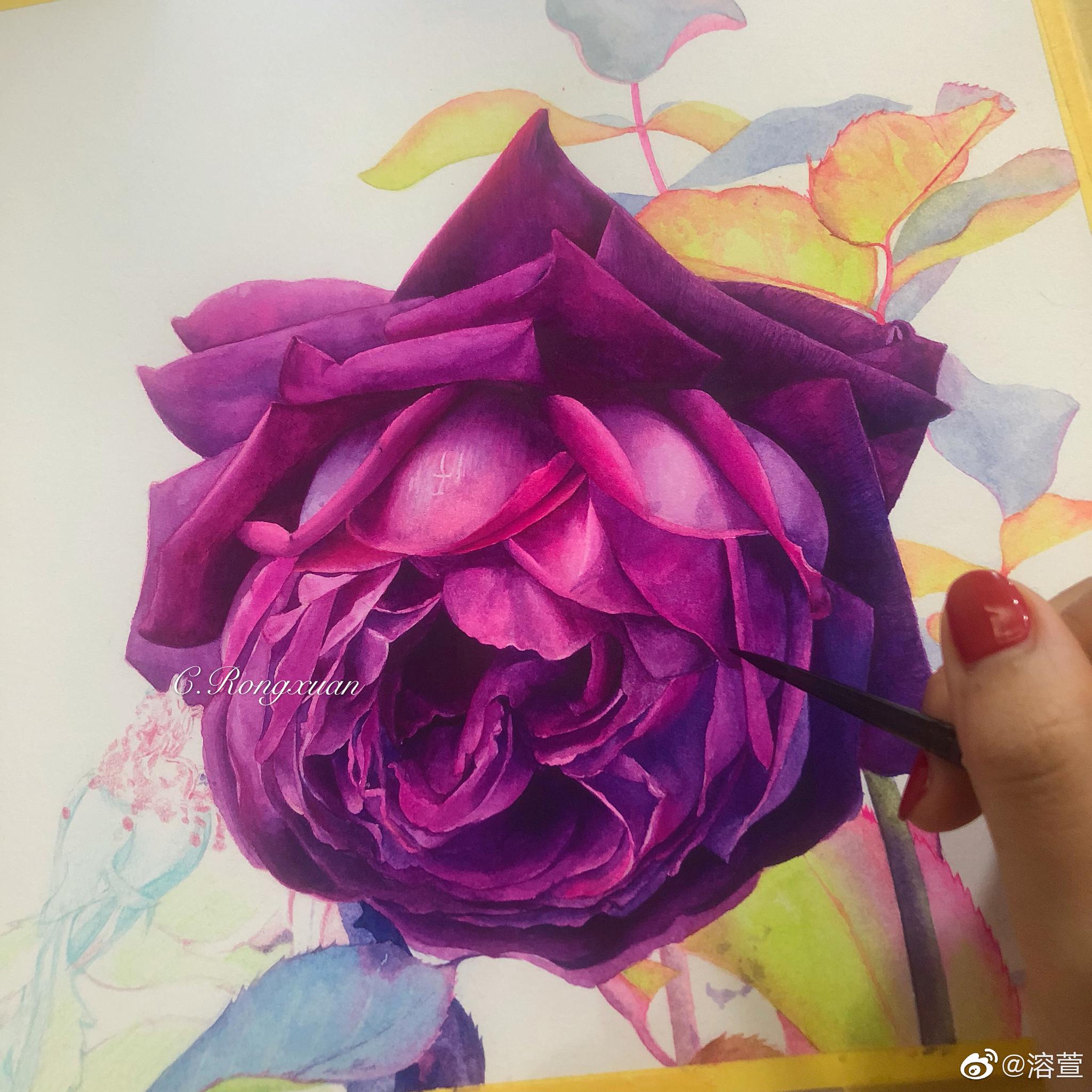 水彩紫玫瑰纸获多福高白细纹水彩纸颜料美捷乐作者