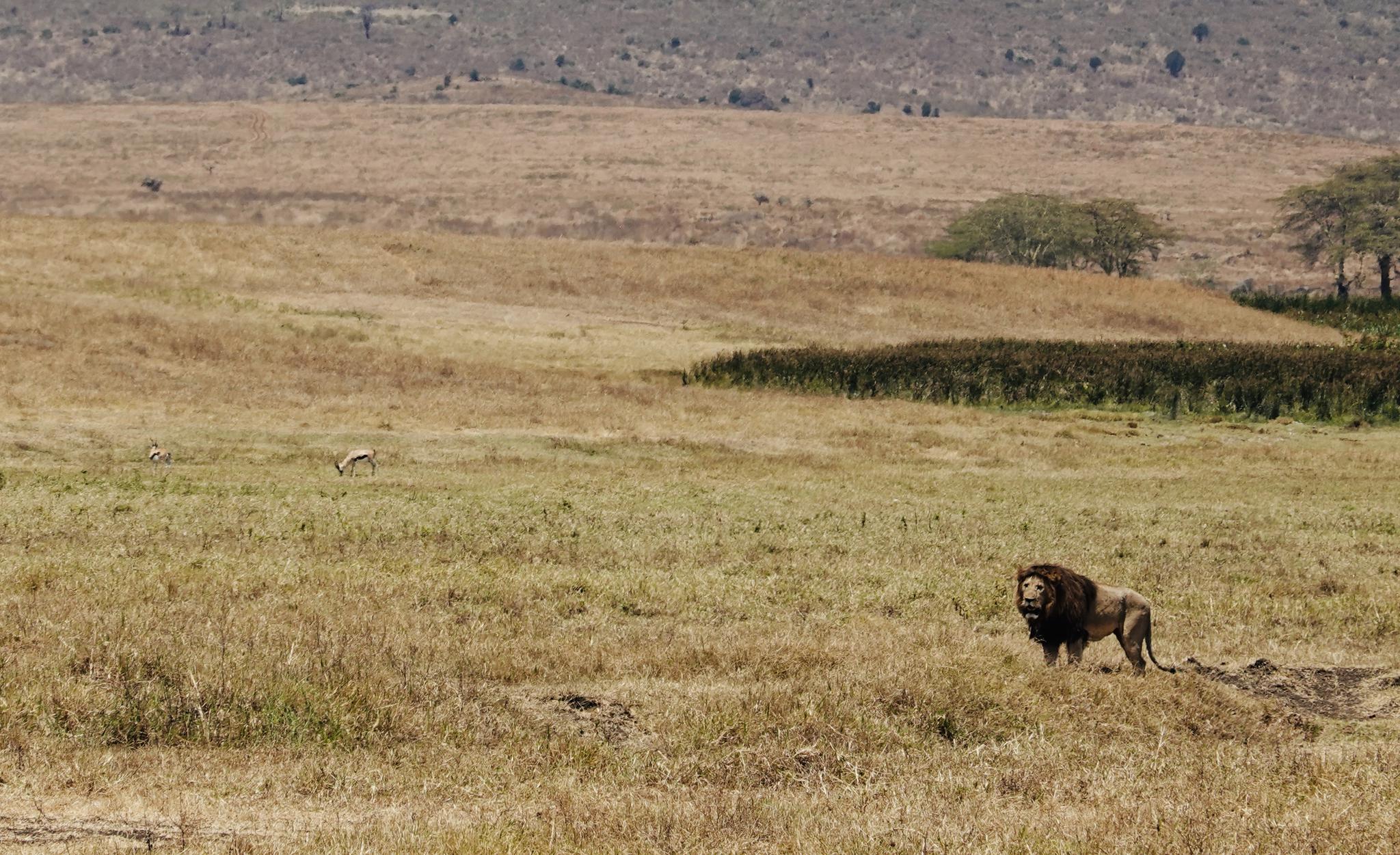 几天在塞伦盖蒂大草原上0信号状态下