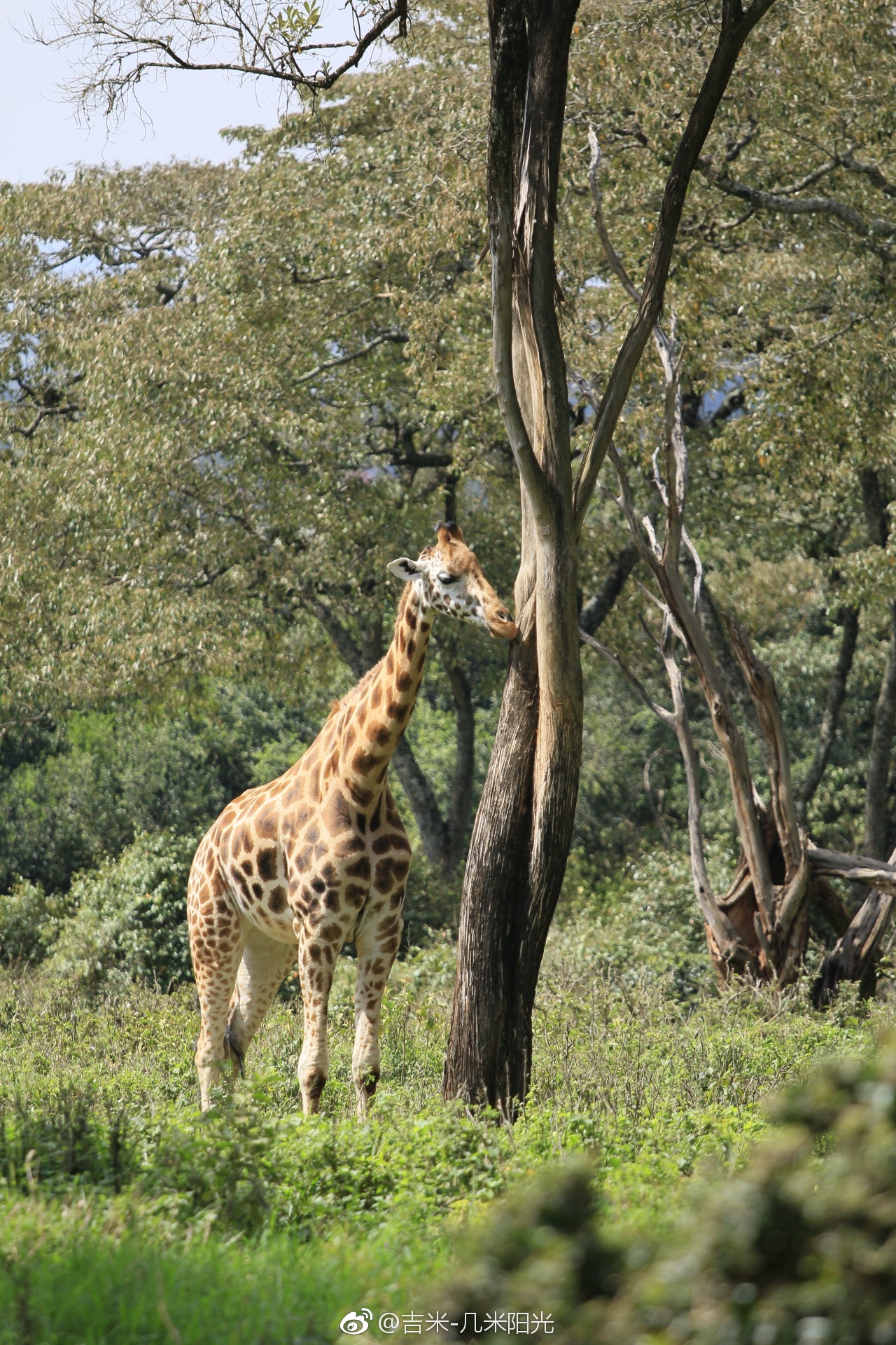 内罗毕长颈鹿公园,很有原始森林的味道.
