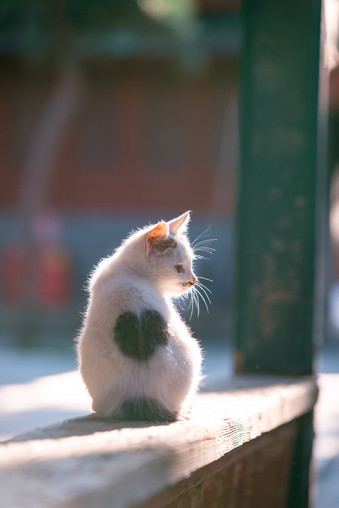 爱心小猫猫，可爱又顽皮|猫猫|爱心|可爱_新浪新闻