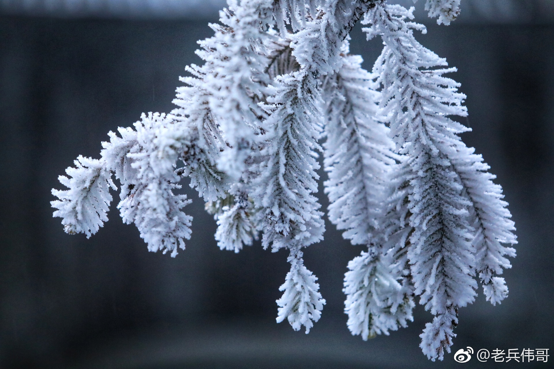 遇见江南莫干山雨淞