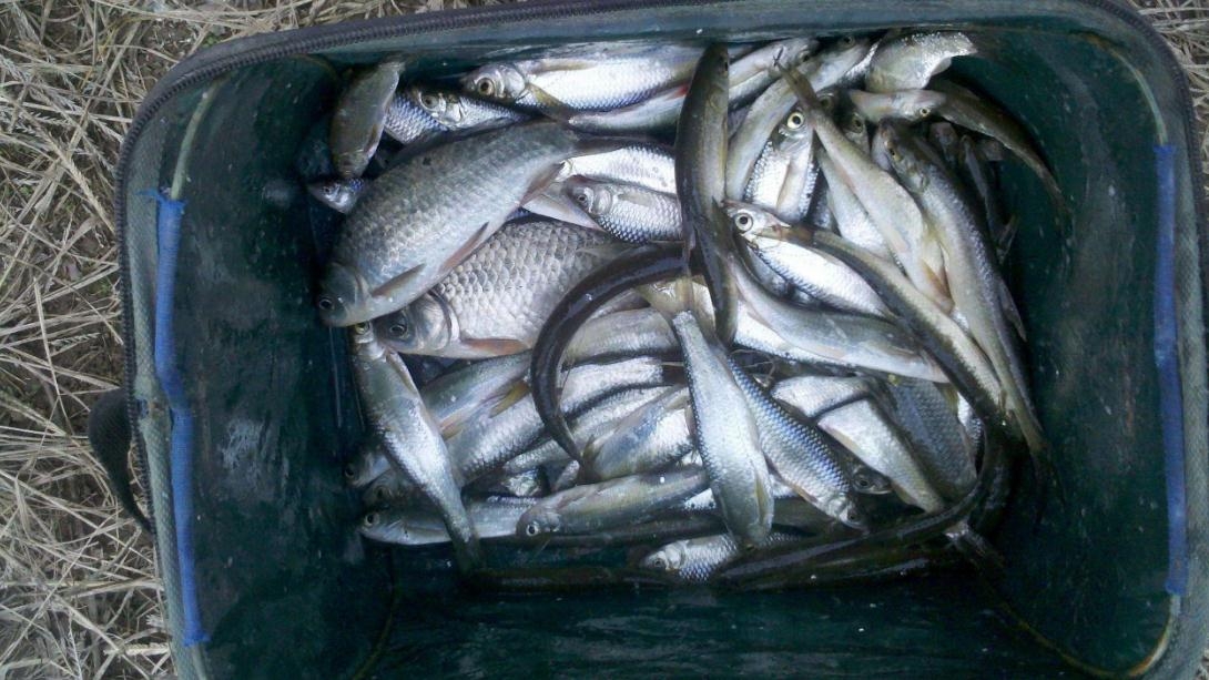 你会在冬天钓白条吗?钓具,饵料,钓法这样来选,一小会儿上一条