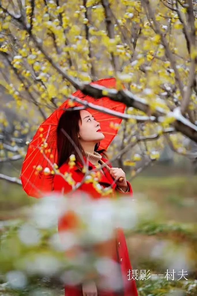 雪中赏梅——嵖岈山温泉小镇梅园