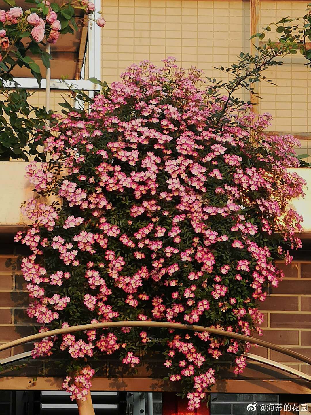 遮阳伞月季的买家秀感恩云舒种成花瀑布真的太棒太美了