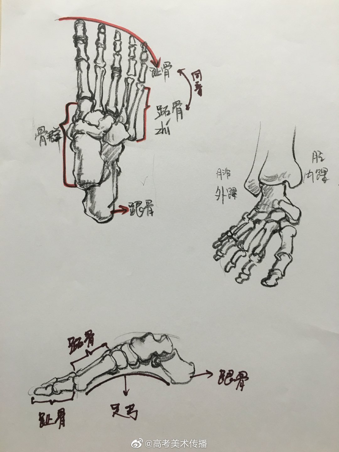 速写局部手脚干货分享作者赵建华