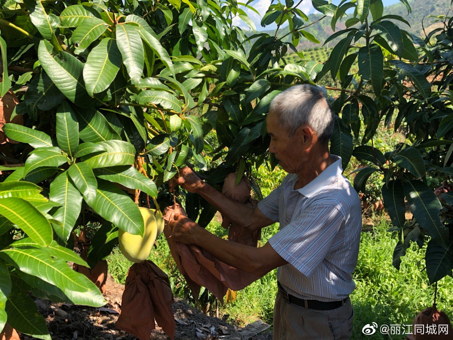 16年芒果种植年入百万华坪农户实力诠释绿水青山就是金山银山