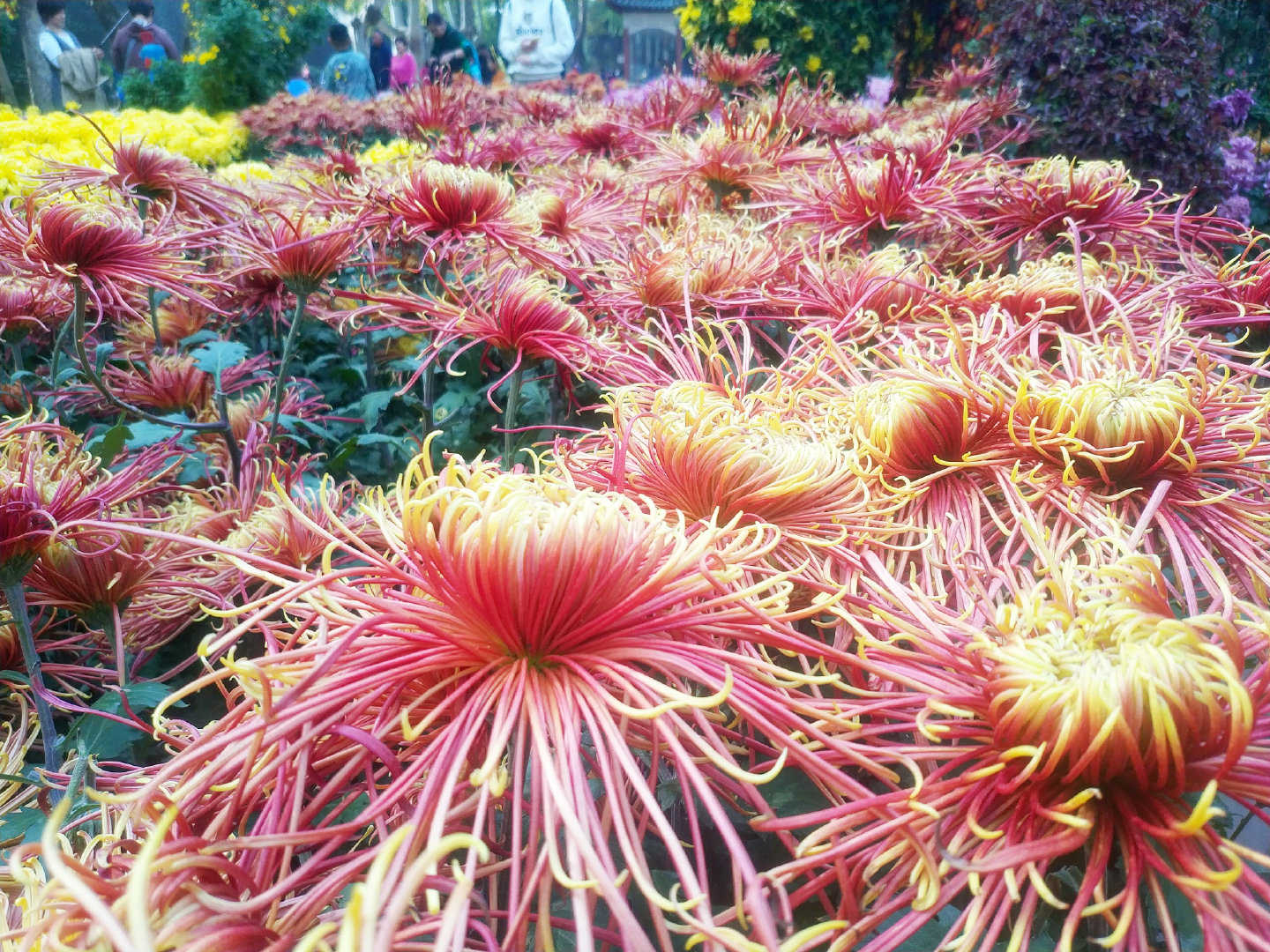 郑州人民公园菊花展来啦