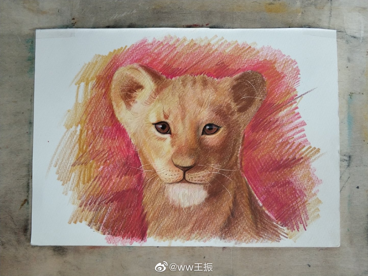 狮子王辛巴作者:@ww王振工具:三福霹雳马彩铅,获多福水彩纸
