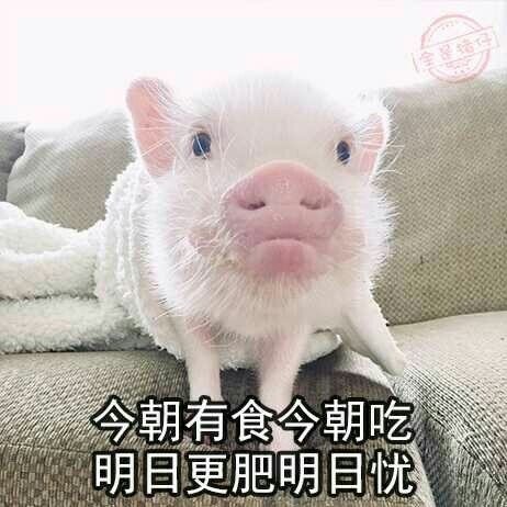 猪猪女孩放心吃你不吃我吃真不差这一顿