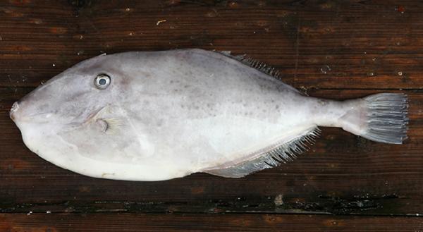 潮汕"剥皮牛"鱼饭,那种鲜可能是北 方人 无 法体 验的