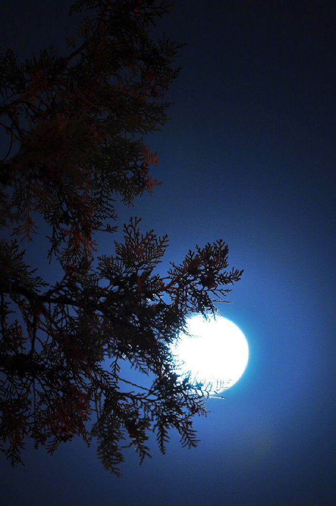 明月松间照,清泉石上流. 晚安