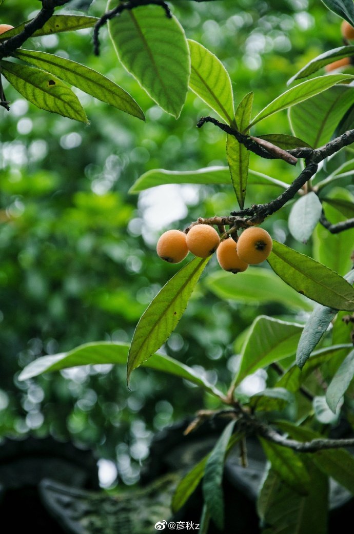 枇杷树图片(枇杷树图片大全大图) - 0415花卉网
