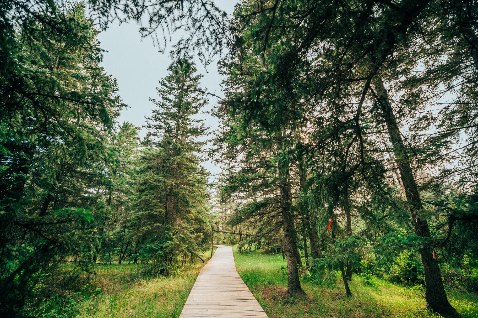 白音敖包沙地云杉,是目前世界上仅存的一片沙地云杉